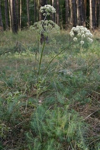 Peucedanum oreoselinum