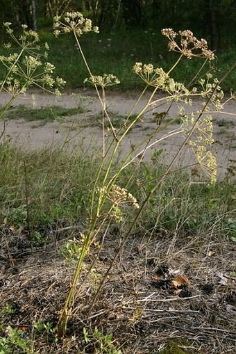 Peucedanum oreoselinum