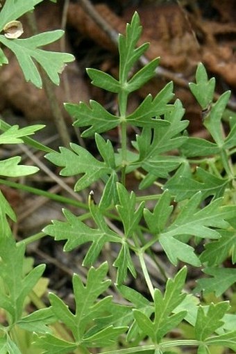 Peucedanum oreoselinum