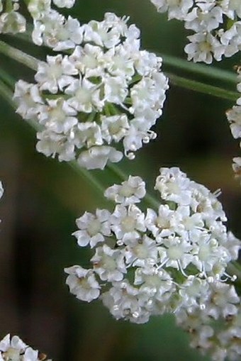 Peucedanum oreoselinum