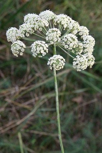 Peucedanum oreoselinum