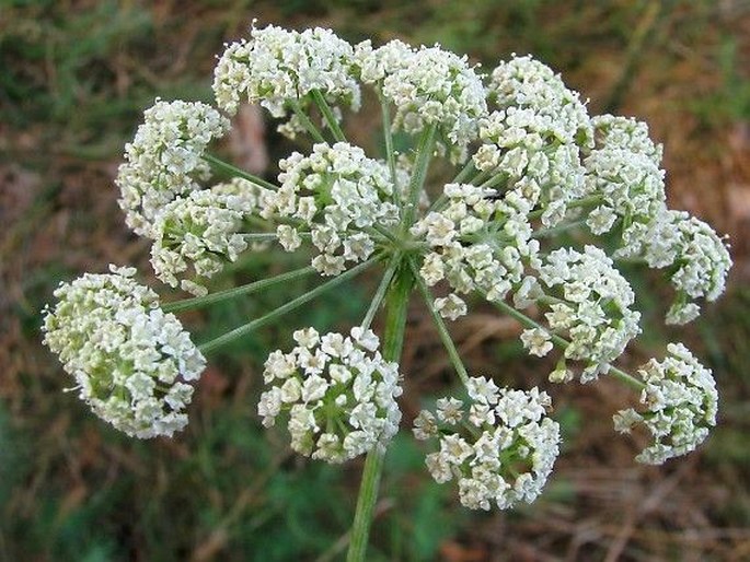 PEUCEDANUM OREOSELINUM (L.) Moench – smldník olešníkovitý / smldník olšovníkovitý