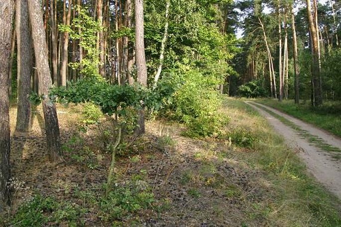 Peucedanum oreoselinum