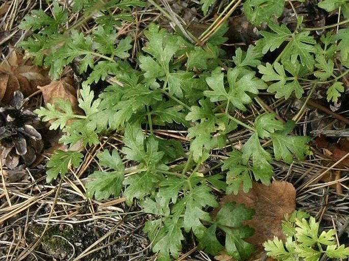 Peucedanum oreoselinum