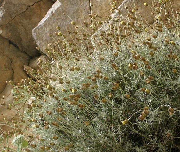 Phagnalon graecum