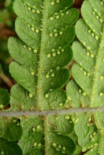 Phegopteris connectilis