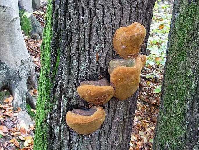 Phellinus robustus