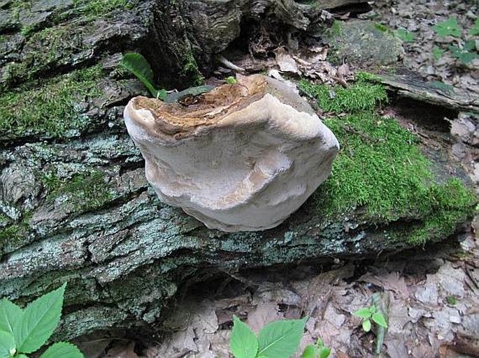 Phellinus robustus