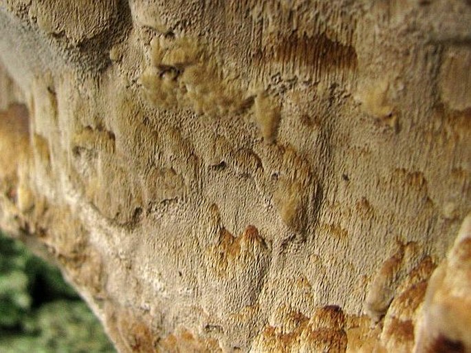 Phellinus robustus