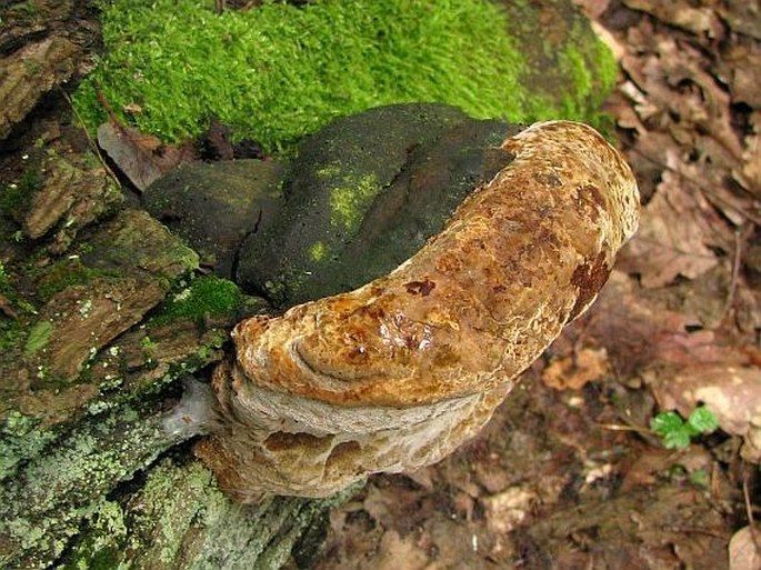 Phellinus robustus