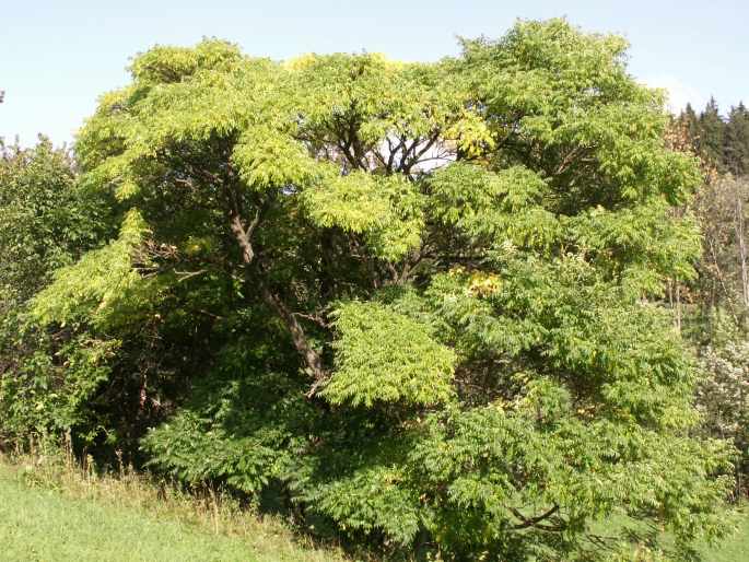 Phellodendron amurense