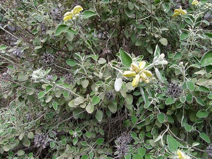 Phlomis chimerae