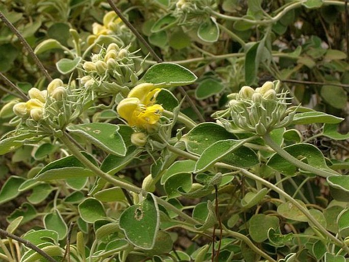 Phlomis chimerae