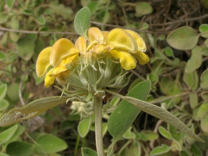 Phlomis chimerae