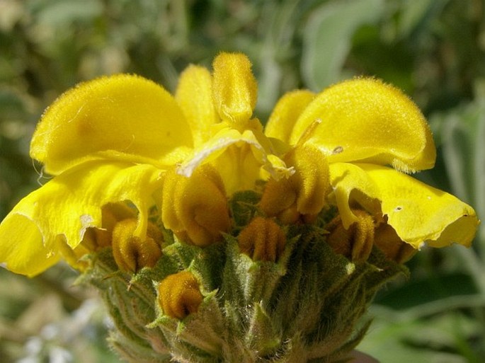 Phlomis fruticosa