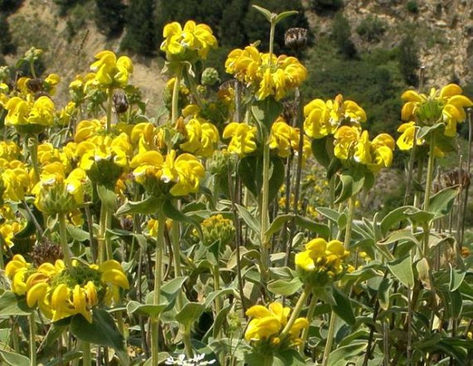 Phlomis fruticosa