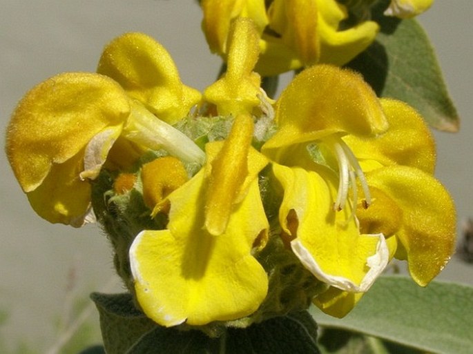 Phlomis fruticosa