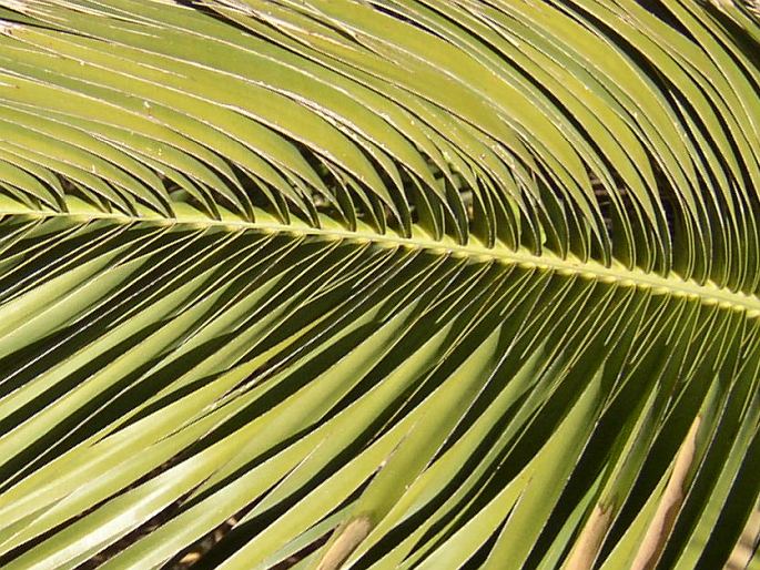 Phoenix canariensis