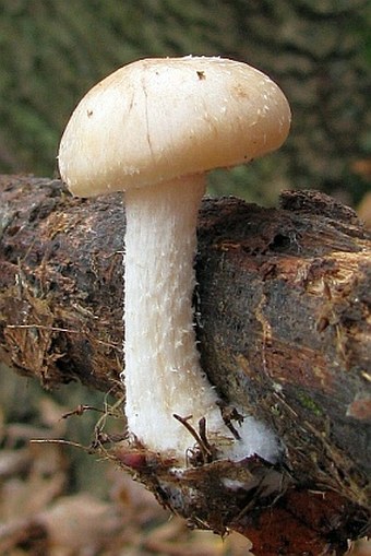 Pholiota lenta