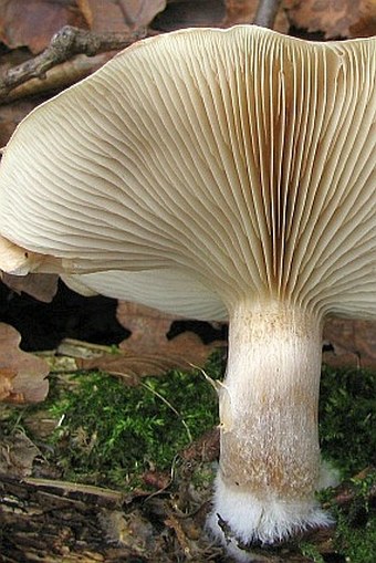 Pholiota lenta