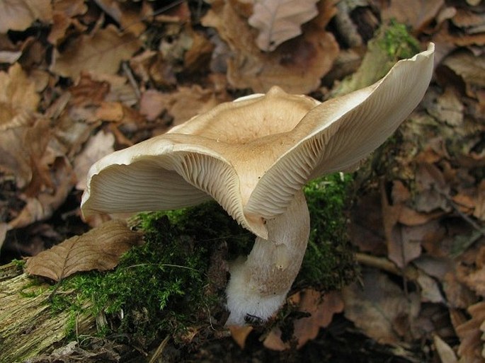 Pholiota lenta