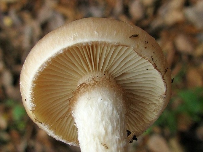 Pholiota lenta