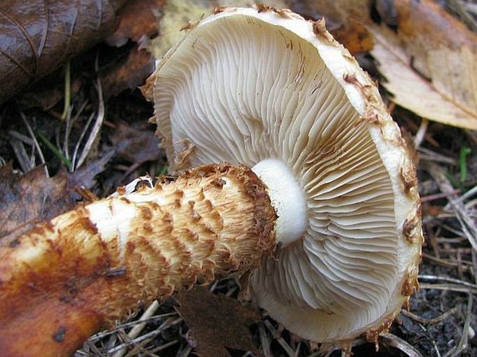 Pholiota squarrosoides