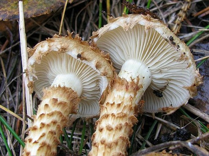 Pholiota squarrosoides