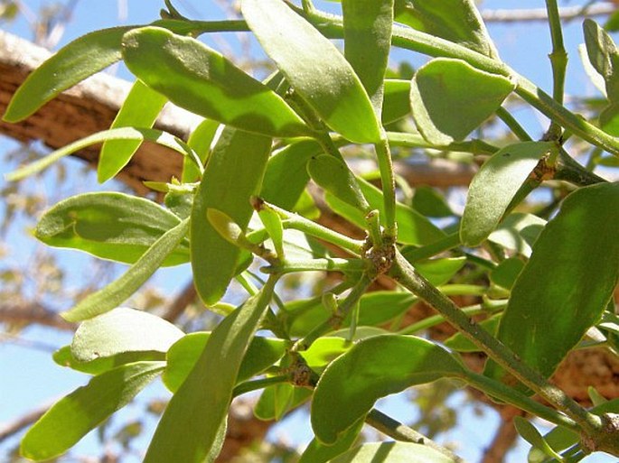 Phoradendron quadrangulare