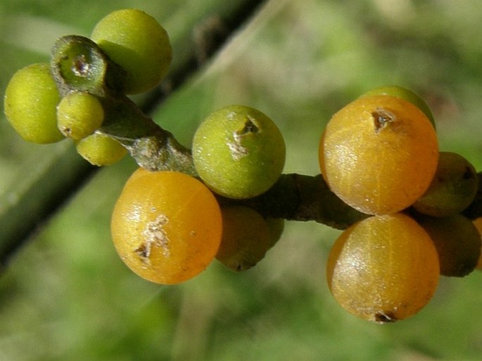 Phoradendron quadrangulare