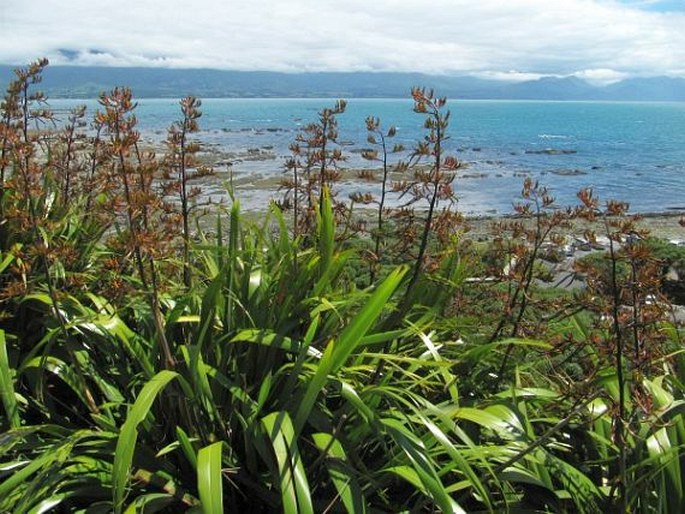 Phormium colensoi