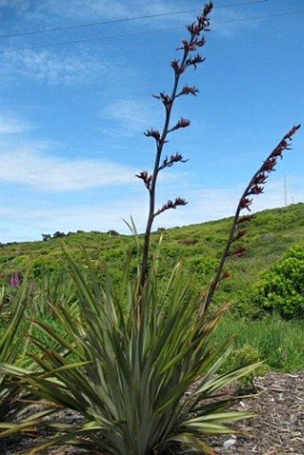 Phormium tenax