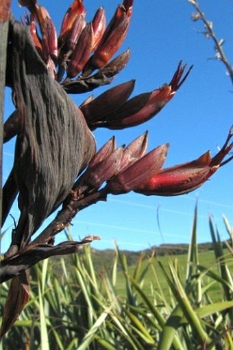 Phormium tenax