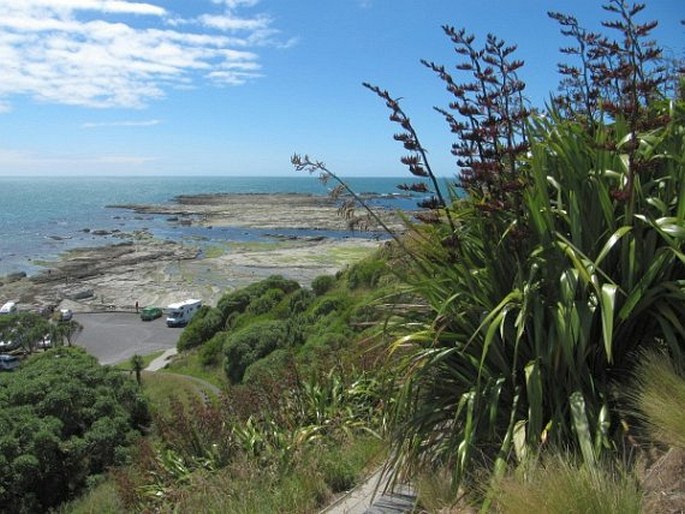 Phormium tenax