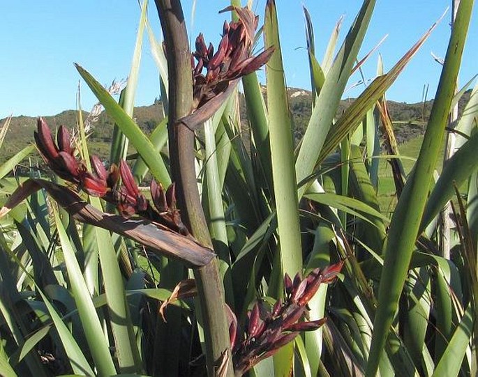 Phormium tenax