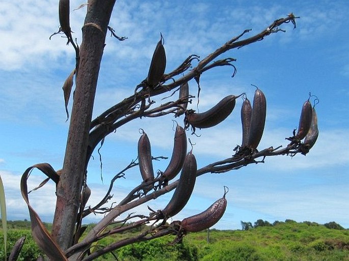 Phormium tenax