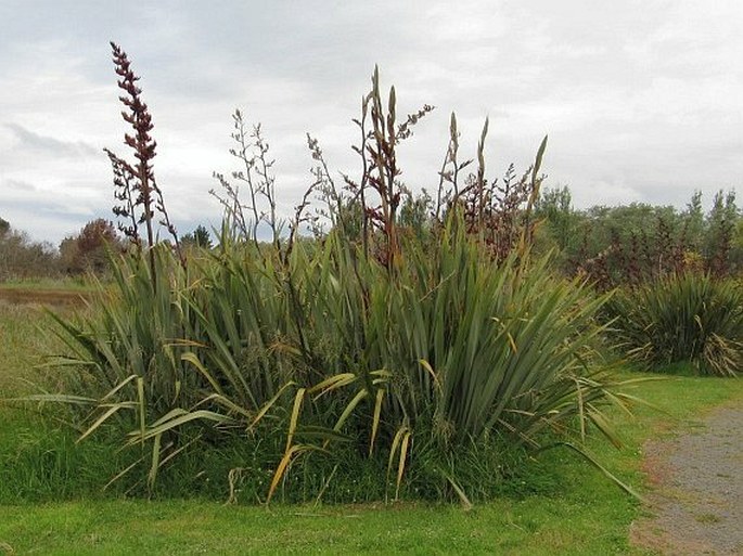 Phormium tenax