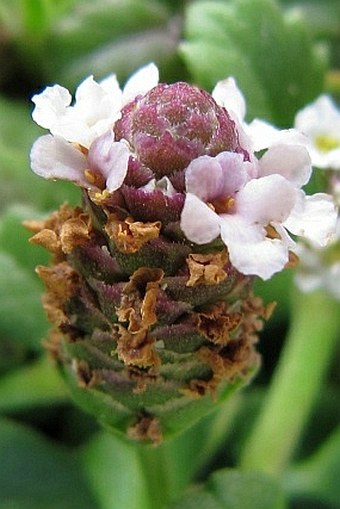 Phyla nodiflora