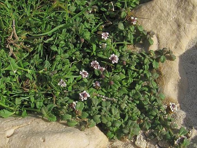 Phyla nodiflora