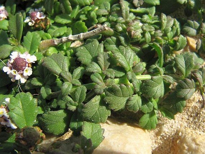 Phyla nodiflora