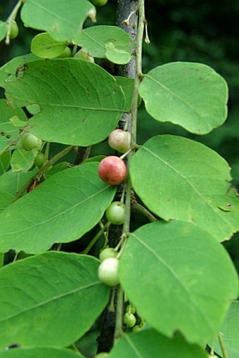 Phyllanthus pervilleanus