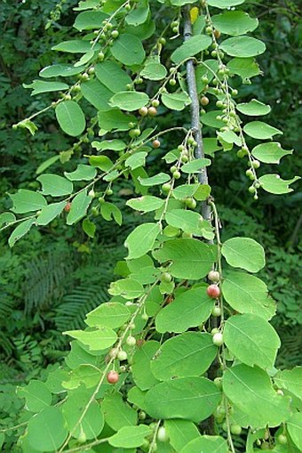 Phyllanthus pervilleanus