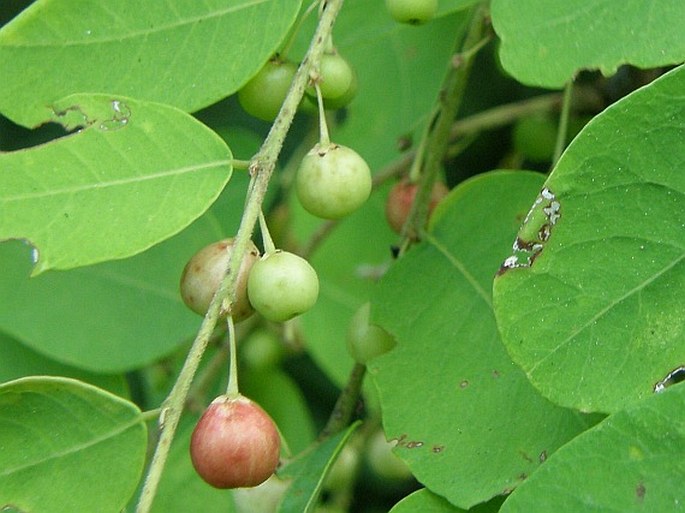 Phyllanthus pervilleanus