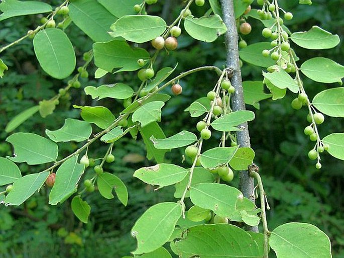 PHYLLANTHUS PERVILLEANUS (Baill.) Müll. Arg.