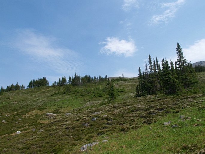 Phyllodoce aleutica subsp. glanduliflora