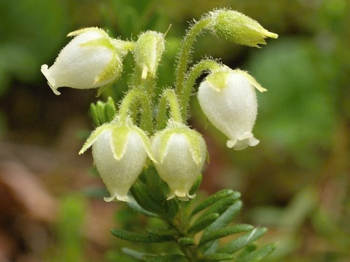 Phyllodoce aleutica subsp. glanduliflora