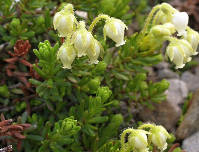 Phyllodoce aleutica subsp. glanduliflora