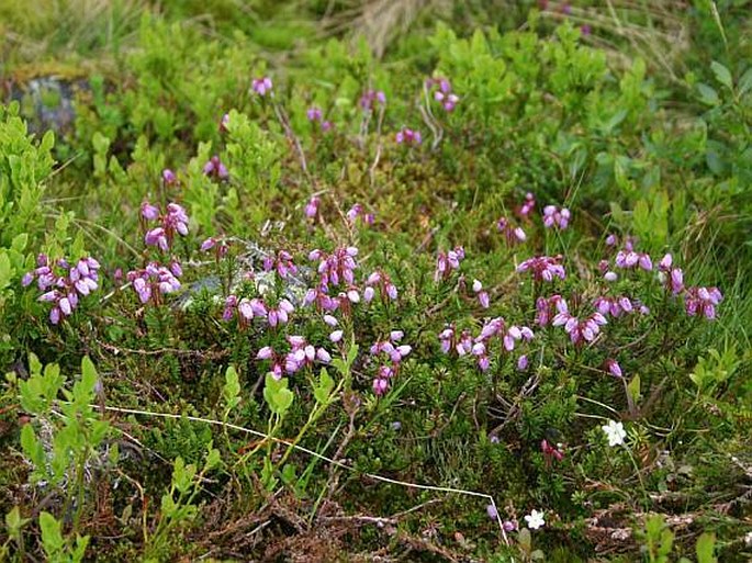 Phyllodoce caerulea