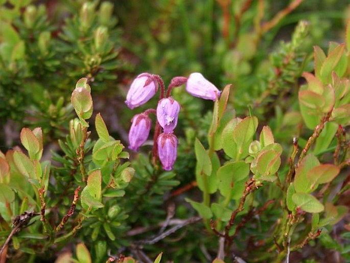 Phyllodoce caerulea