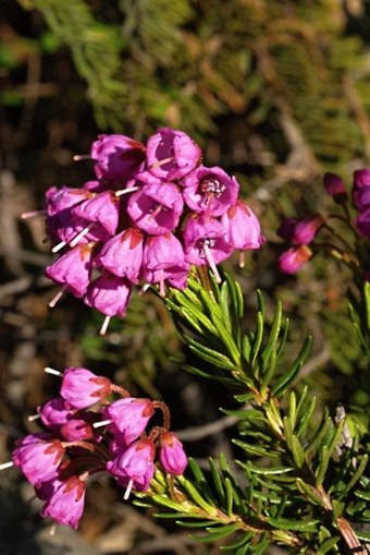 Phyllodoce empetriformis